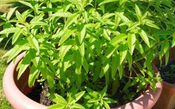 ما هي فوائد عشبة المليسة؟ وما علاقتها بتهدئة القلق والأعصاب؟