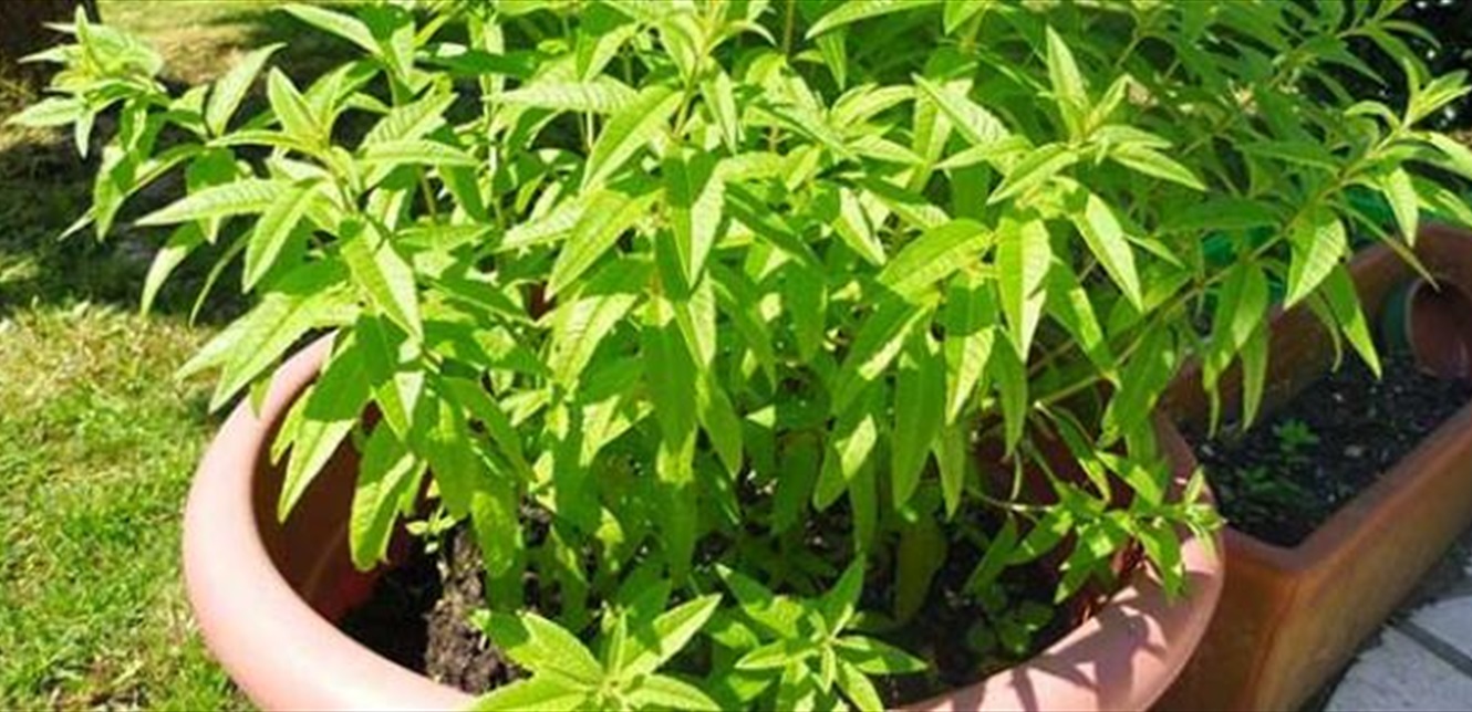 ما هي فوائد عشبة المليسة؟ وما علاقتها بتهدئة القلق والأعصاب؟