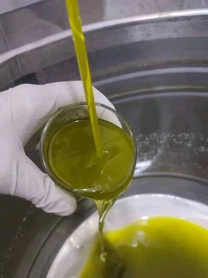 زيتٌ بطعم الخسارة… موسم الجنوب بين نيران الاحتلال وغلاء “التنكة” زيتٌ بطعم الخسارة… موسم الجنوب بين نيران الاحتلال وغلاء “التنكة”